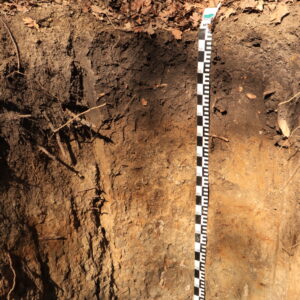 Farkasszigeti látogatás - talajszelvény megtekintése