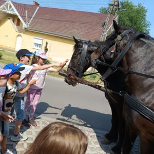 2.a osztály - Farkassziget